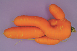 Carotte fourchue